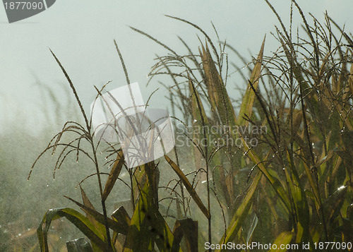 Image of Watering the corn plantation