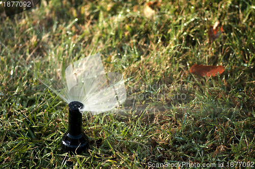 Image of Watering the garden 