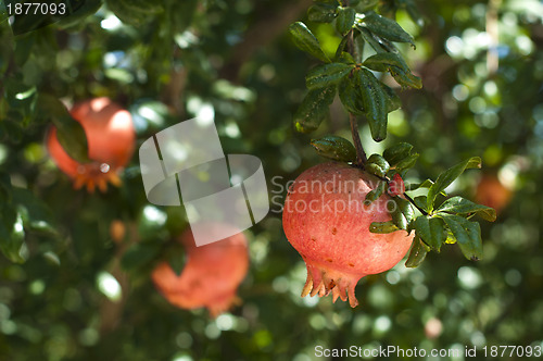 Image of Pomegranate on a tree branch