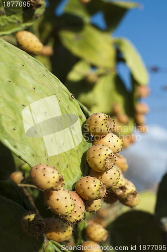 Image of Cactus fruits