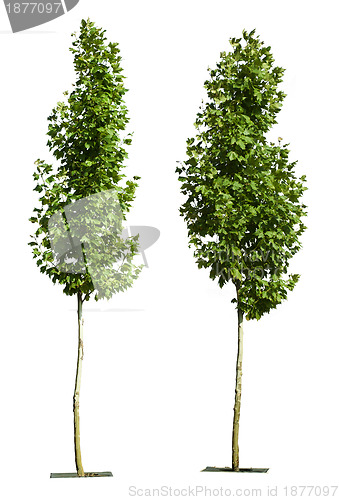 Image of Green trees isolated on white