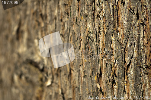 Image of Bark background