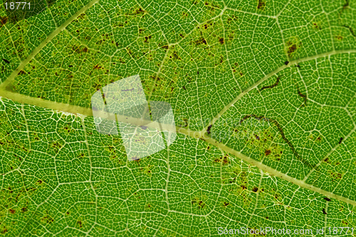 Image of Leaf