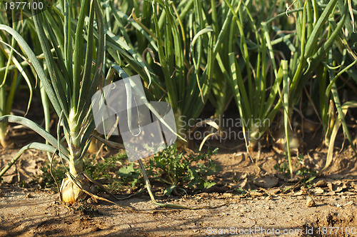 Image of Onions plantation