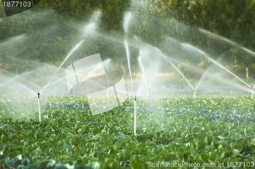 Image of Irrigation systems in a vegetable garden