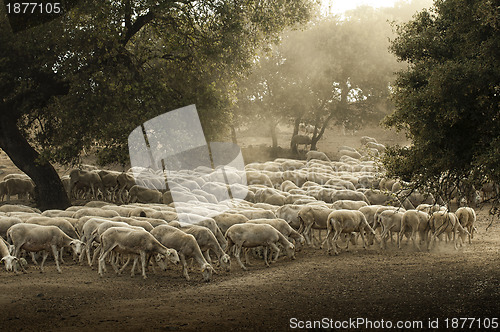 Image of Sheep herd