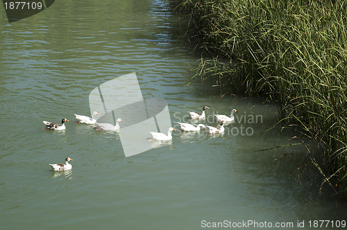 Image of Ducks in the river and reeds