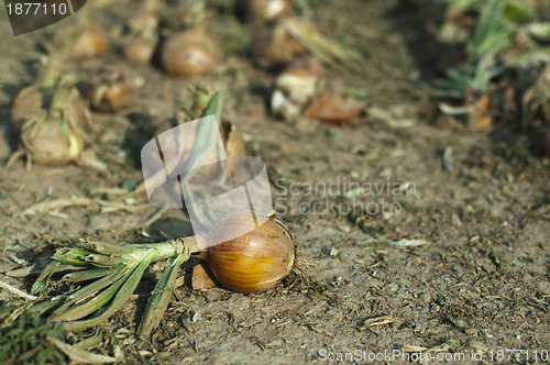 Image of Onions plantation