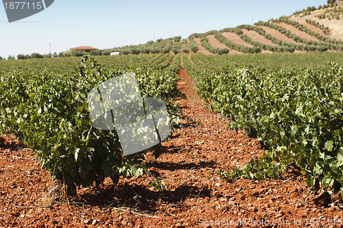Image of Vineyards