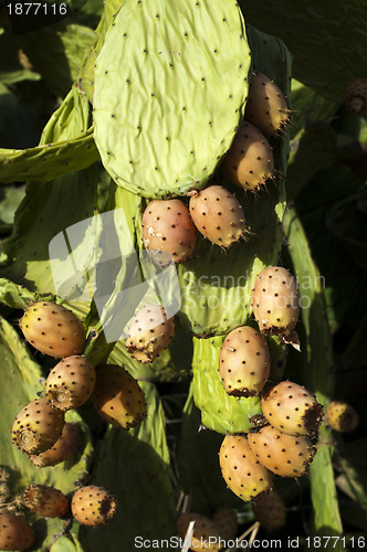 Image of Cactus fruits