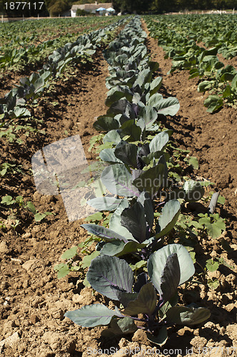 Image of Plantation with cabbage