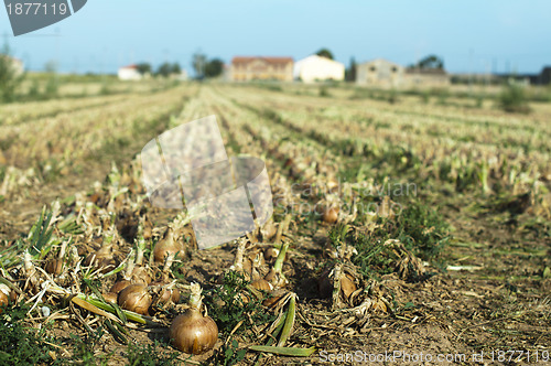 Image of Onions plantation