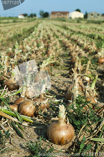 Image of Onions plantation