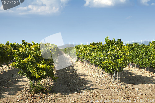 Image of Vineyards