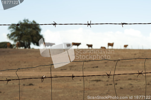 Image of Animals on a farm surrounded by barbed wire