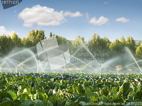 Image of Irrigation systems in a vegetable garden