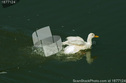 Image of Ducks in the river and reeds