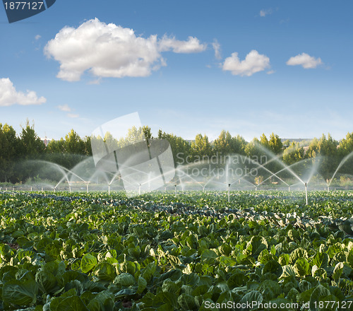 Image of Irrigation systems in a vegetable garden
