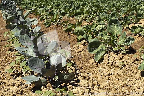 Image of Plantation with cabbage