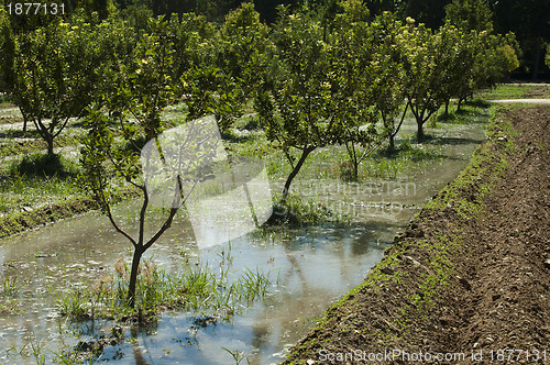 Image of Watering orchard