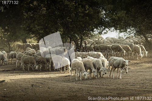 Image of Sheep herd