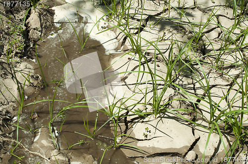 Image of Cracked soil and water