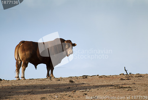 Image of Bull in Farm