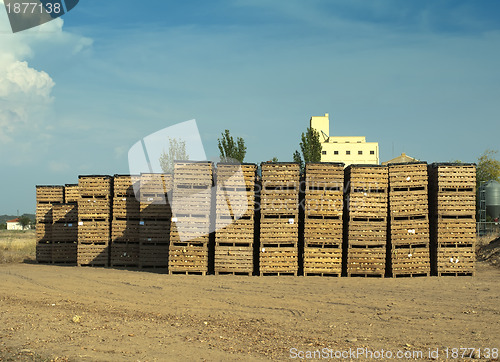 Image of Crates of onions 