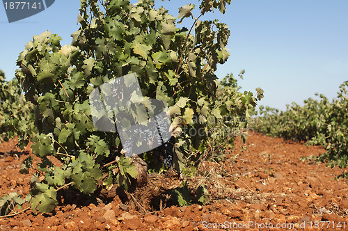 Image of Vineyards