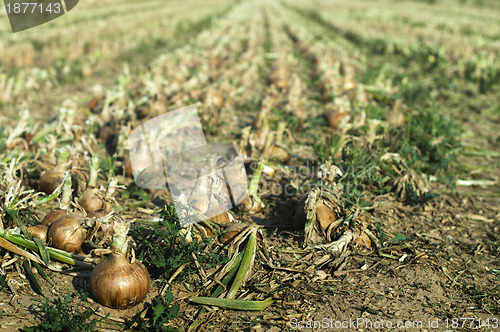 Image of Onions plantation