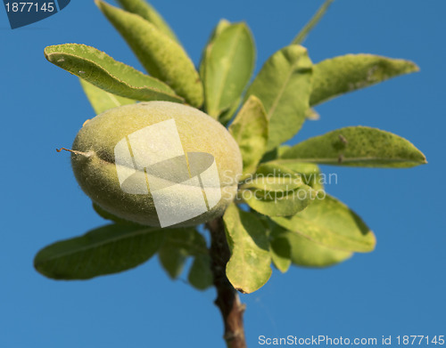 Image of Branch of almond tree