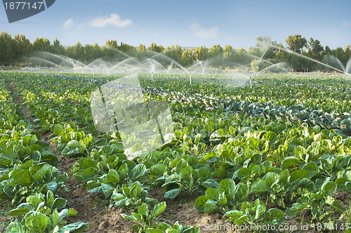 Image of Irrigation systems in a vegetable garden