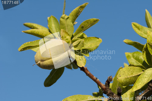 Image of Branch of almond tree