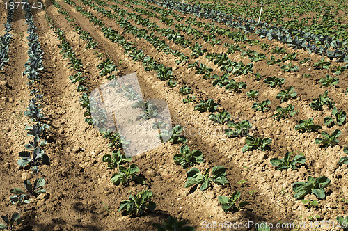 Image of Plantation with cabbage