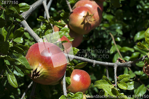 Image of Pomegranate on a tree branch