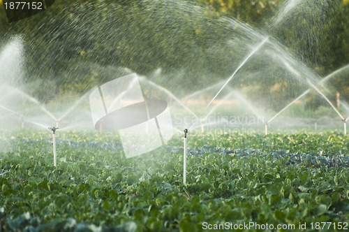 Image of Irrigation systems in a vegetable garden
