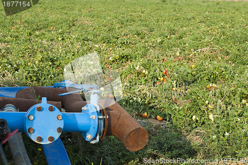 Image of Irrigation system in tomato plantation