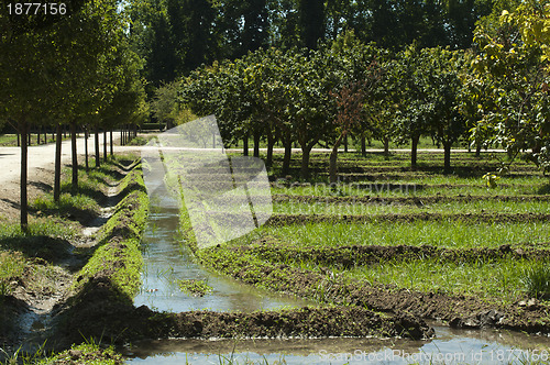 Image of Watering orchard