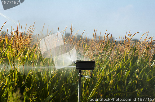 Image of Watering the corn plantation