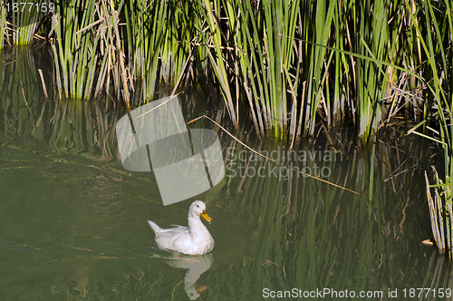 Image of Ducks in the river and reeds