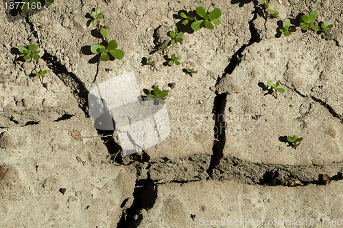 Image of Land parched land