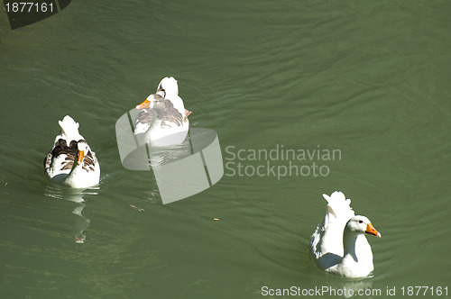 Image of Ducks in the river and reeds