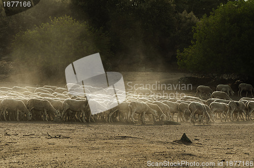 Image of Sheep herd