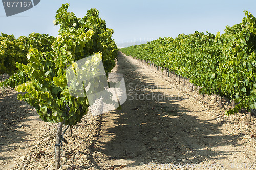 Image of Vineyards