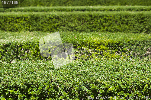 Image of Green background of garden shrubs