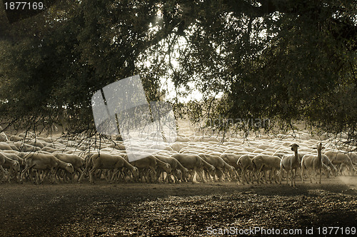 Image of Sheep herd
