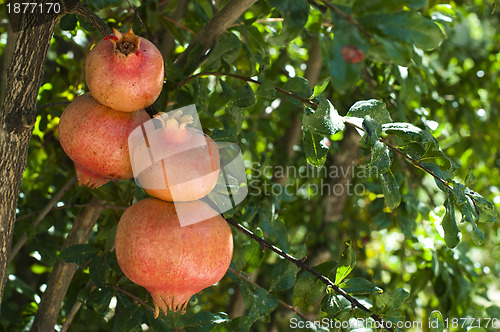 Image of Pomegranate on a tree branch