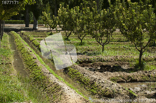 Image of Watering orchard