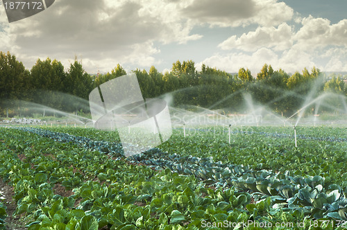 Image of Irrigation systems in a vegetable garden