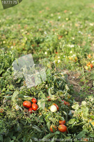 Image of Tomato plantation